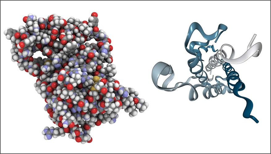 Deustropin 120IU for sale adds great results in a cycle